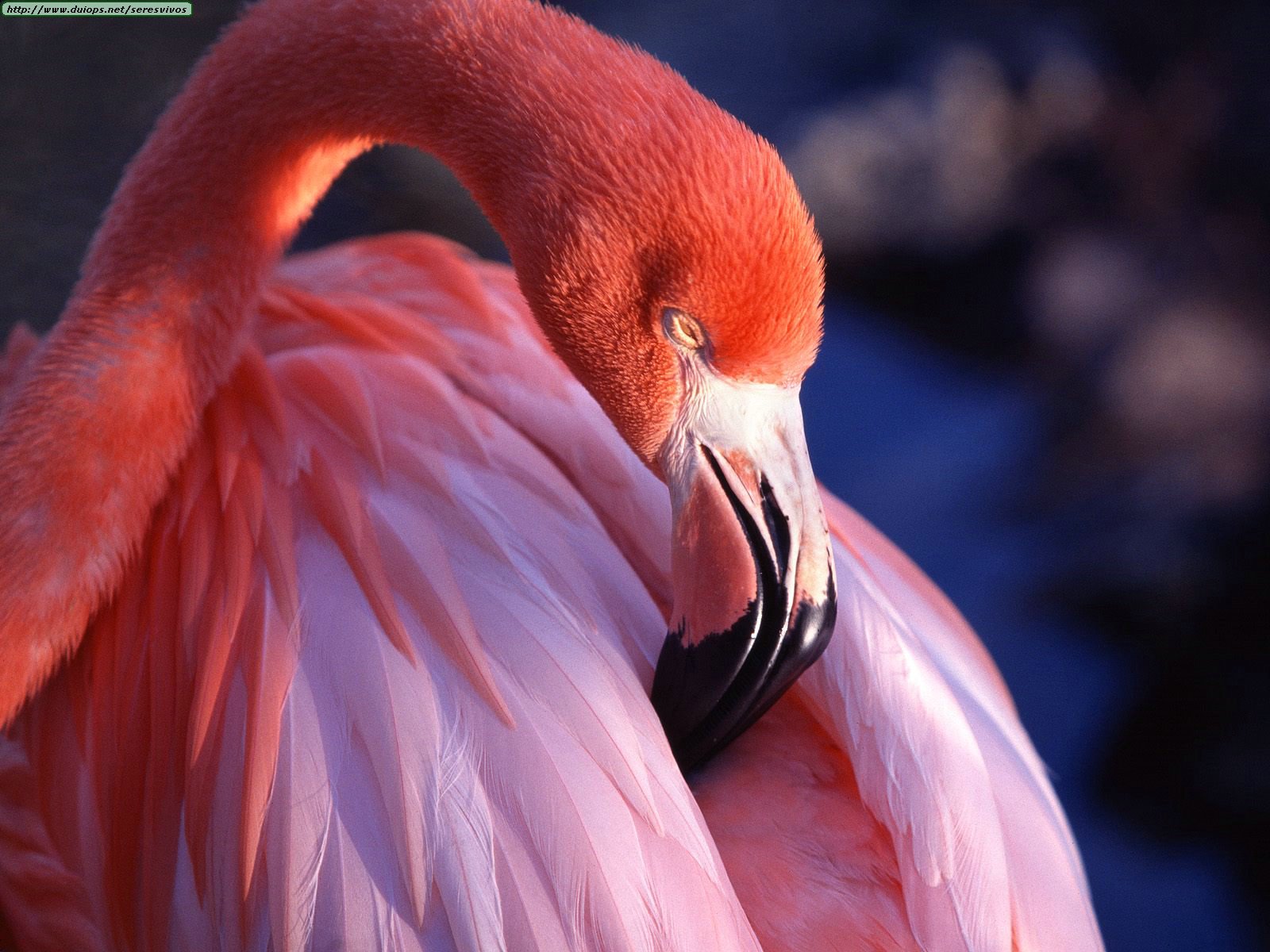 Fotos De Flamencos